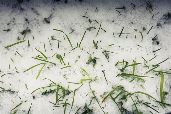 Grass rising through layer of snow in the cold winter