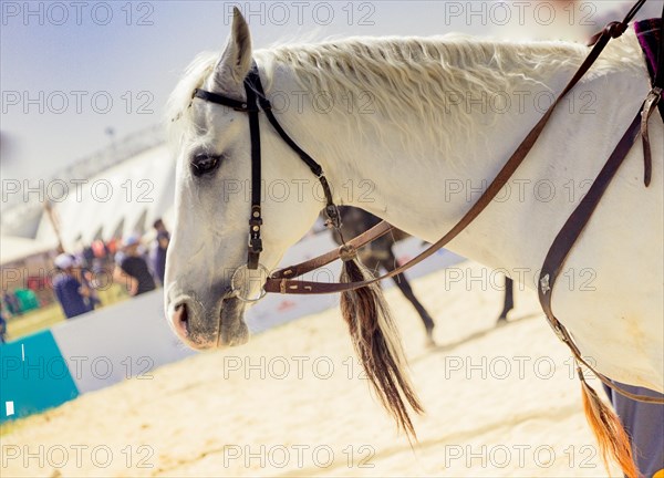 Portrait of a horse head with long mane and partial harness