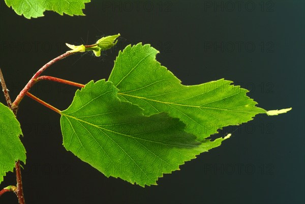 Medicinal plant Birch