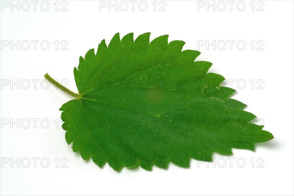 Medicinal plant stinging nettle