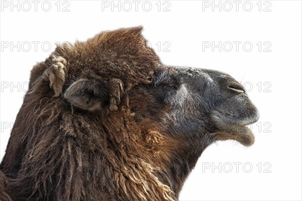 Close up head of Bactrian camel