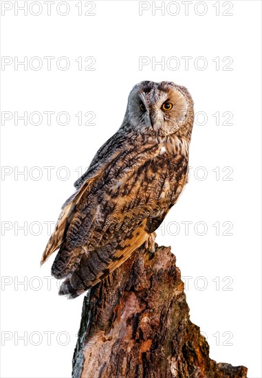 Long-eared owl