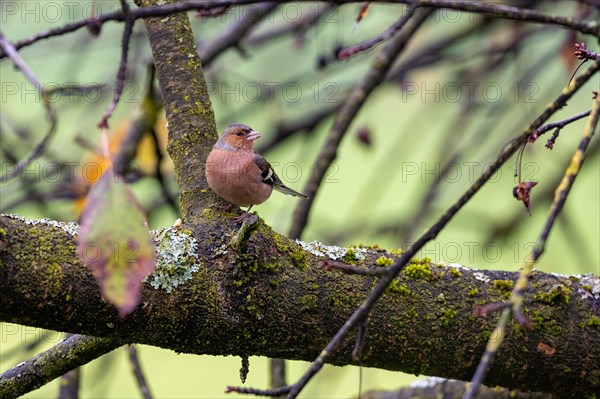 Common chaffinch
