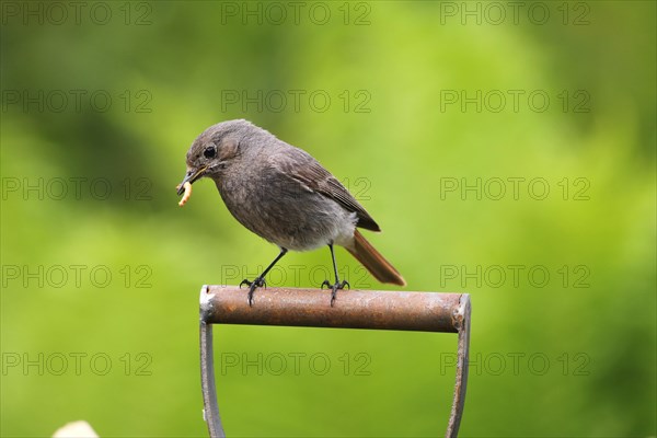 Black Redstart