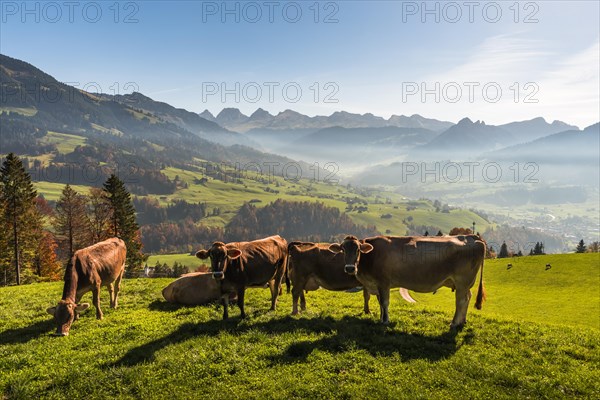 Cows on a mountain pasture