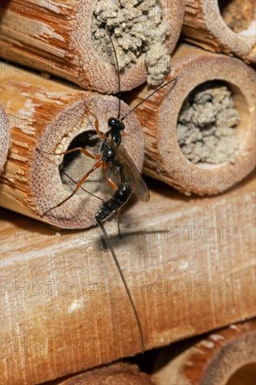 Red-legged wood wasp hanging on insect hotel looking up