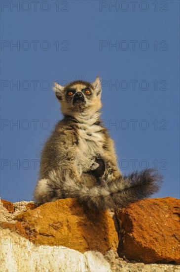 Ring-tailed Lemur