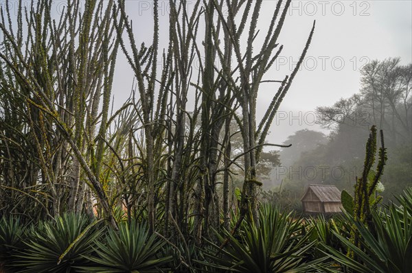 Spiny forest in backlight