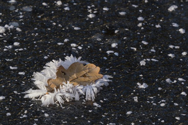 Oak leaf covered with ice crystals on frozen water surface