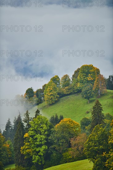 Norway maple