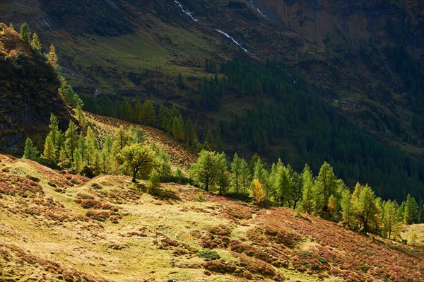 European larch