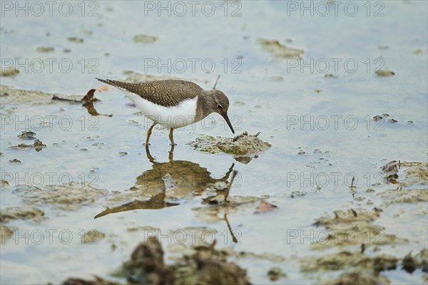 Green sandpiper