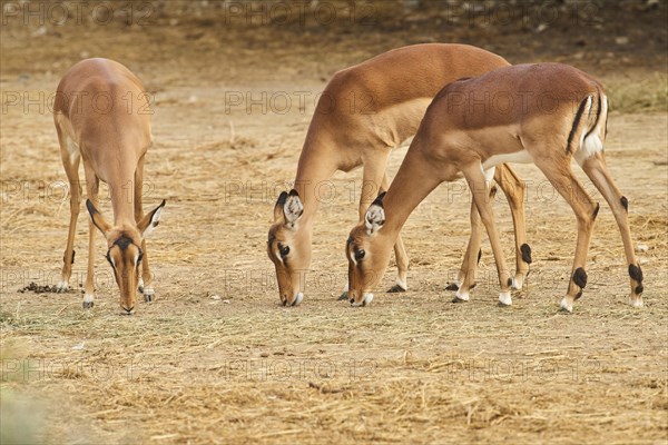 Three Female Impala