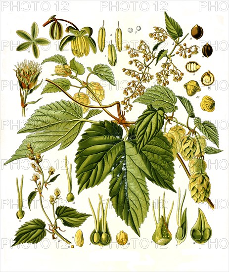 Medicinal plant