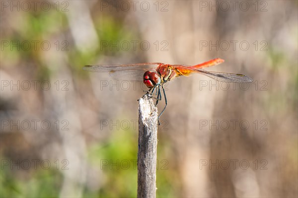 Red Veined Darter