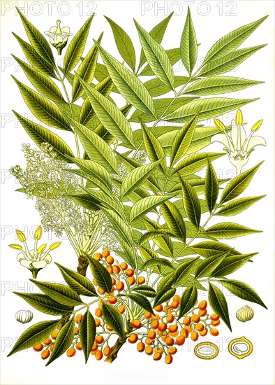 Medicinal plant