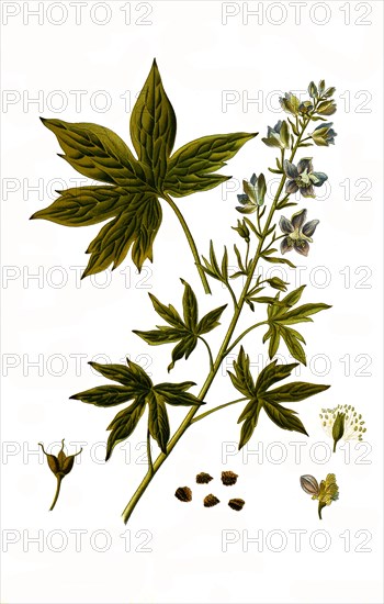 Medicinal plant