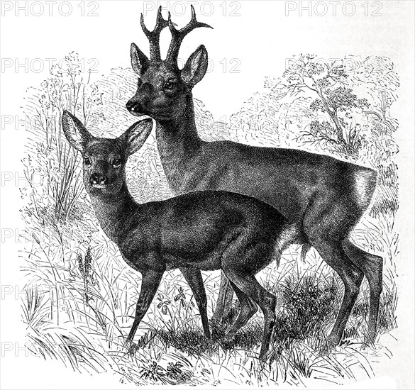 European roe deer