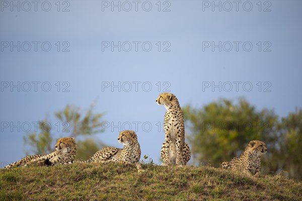 Cheetah