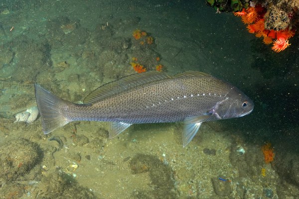 Japanese eagle fish