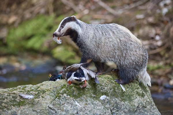 European badger