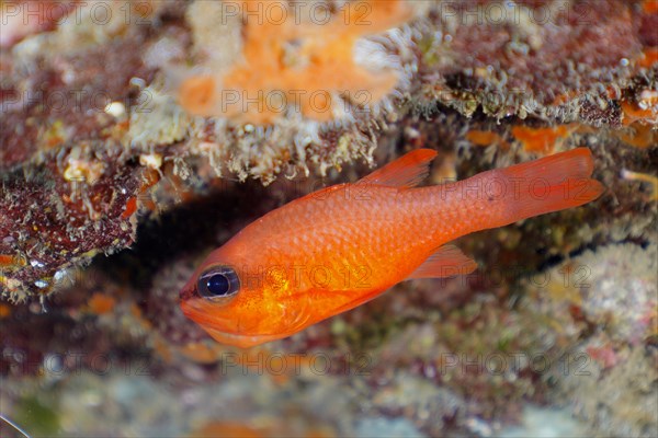 Cardinalfish