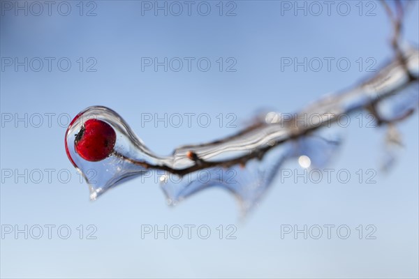 Hawthorn with red fruits covered with ice after freezing rain