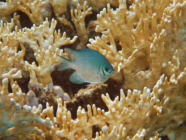 Maldives damselfish