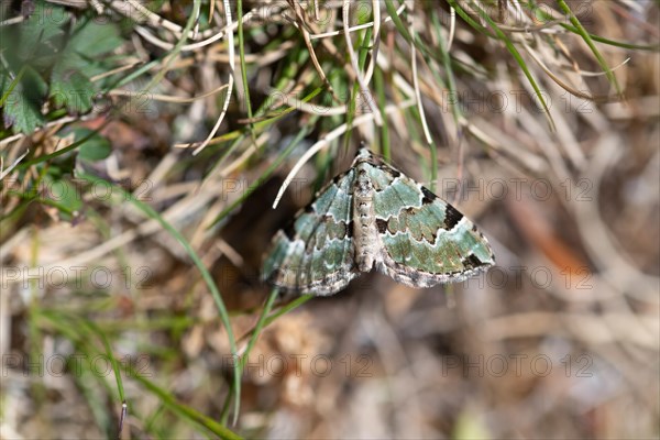 Green carpet