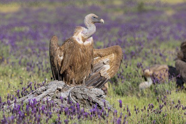 Griffon vulture