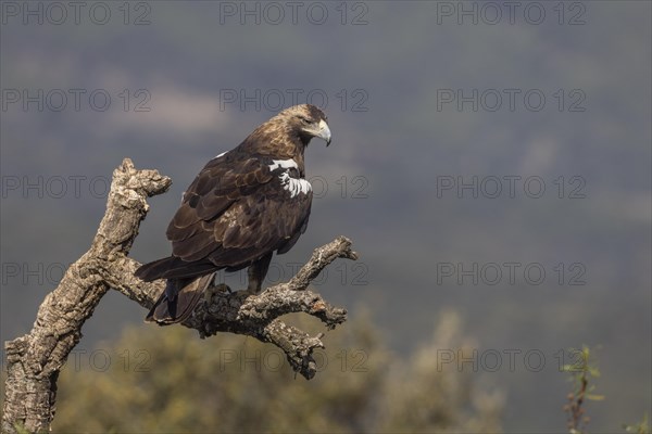 Spanish Imperial Eagle