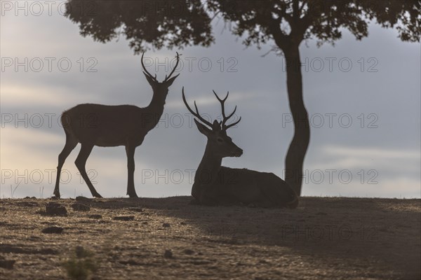 Red deer