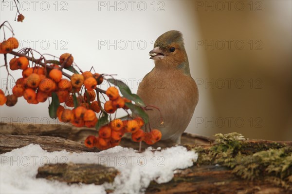 Common chaffinch