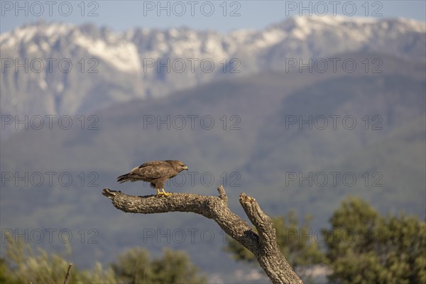 Common steppe buzzard