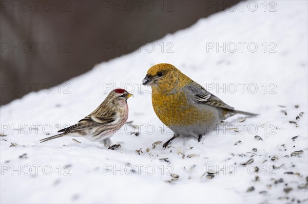 Pine grosbeak