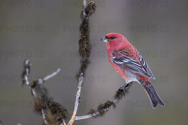 Pine grosbeak