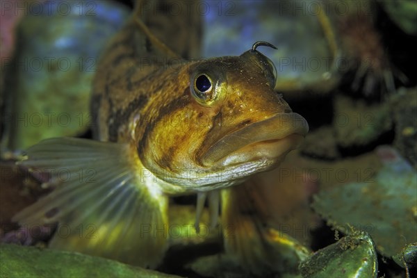 Tentacled blenny