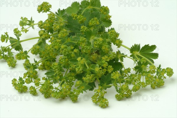 Medicinal plant lady's mantle