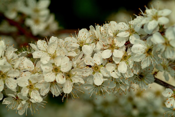 Medicinal plant Sloe