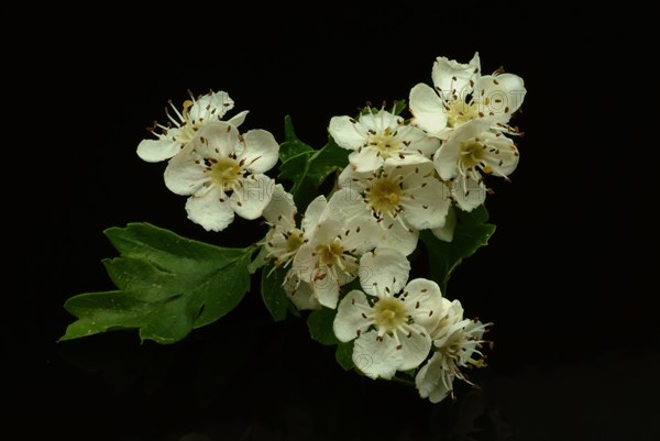 Medicinal plant hawthorn