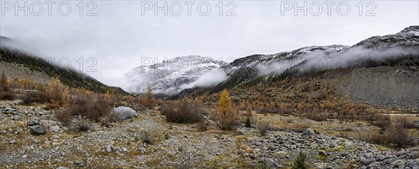 Autumn larch forest in Val Morteratsch