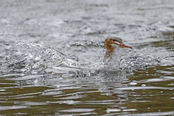 Common merganser