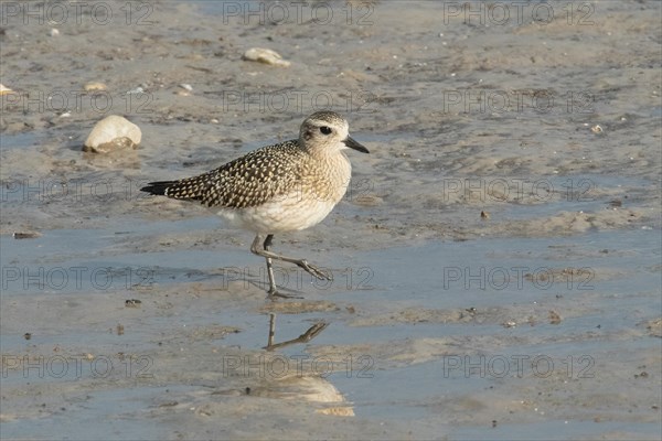 Little Ringed Plover standing in mudflat seen right