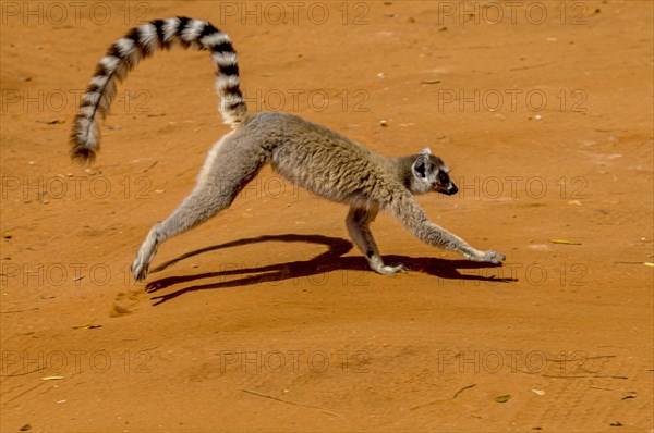 Ring-tailed Lemur