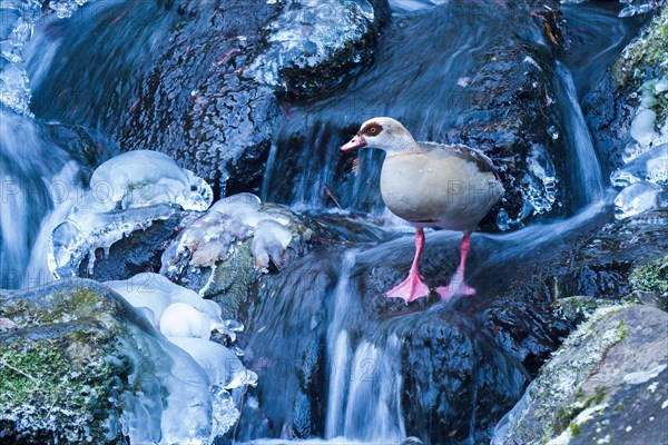 Egyptian goose