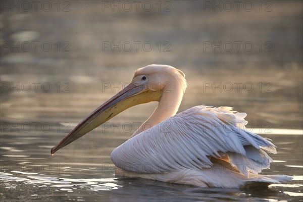 Great white pelican