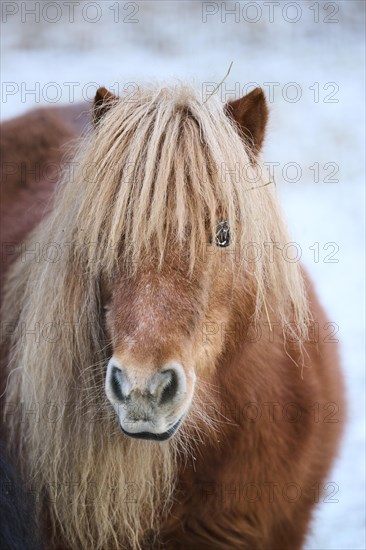 Portrait of a Shetland pony in winter