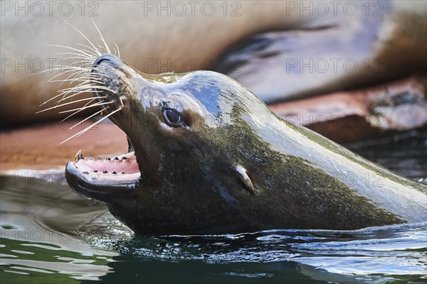 California sea lion