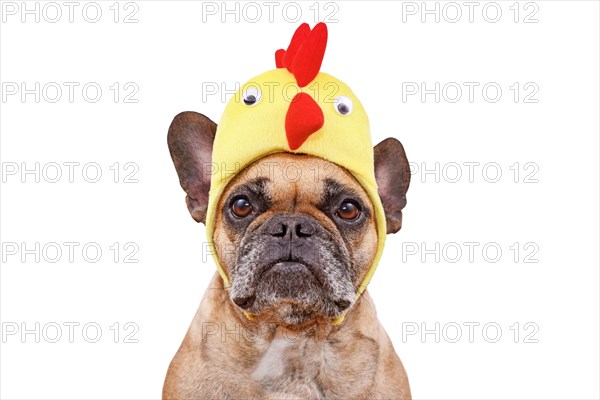 Funny French Bulldog dog wearing Easter costume chicken hat on white background