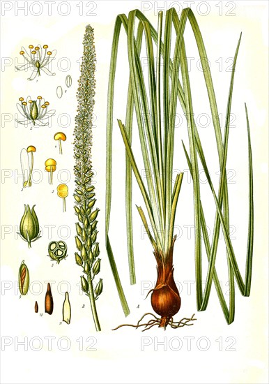 Medicinal plant